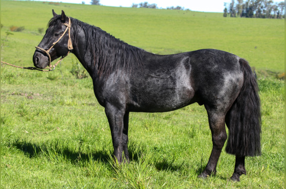 DIREITO DE USO  5 COBERTURAS CM ZAGO DO CINCO SALSOS