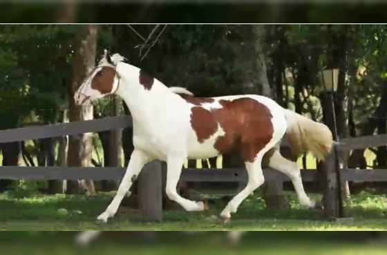 POTRA TOBIANA  AMANUNCIADA