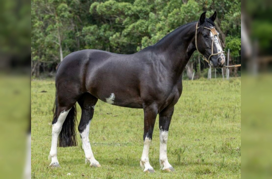 EGUA DOMADA - Picaça Pampa filha Xeque Mate da Boa Vista
