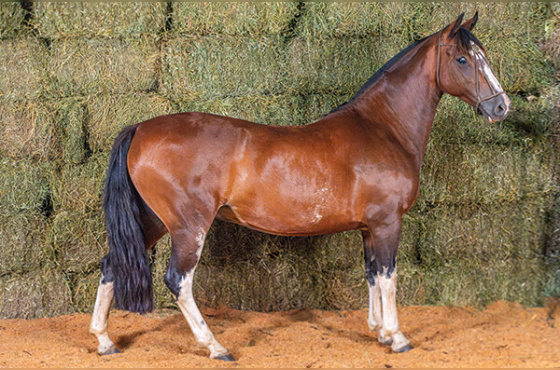 EXCELENTISSÍMA DA MACENA