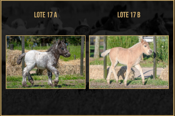BABY VALENCIA - BABY TIROLESA