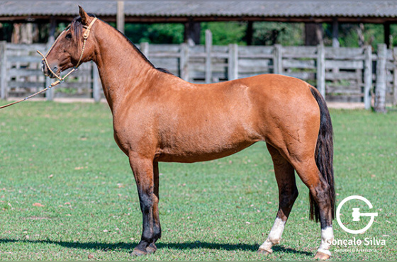 SANTA AUGUSTA RANCHEIRA
