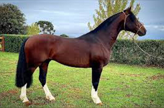 HISPANO DO PURUNA 