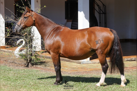 HARPIA DA INVERNADA DE SÃO PEDRO 