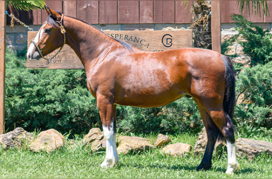 HALAGUEÑO DE LOS BUENOS