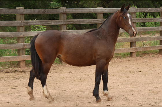 SACRAPALMA CAMILE - TE 