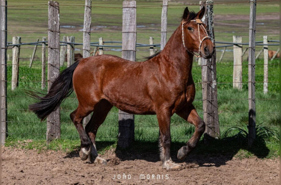 SANTA AUGUSTA UMA BRASA