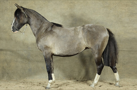 SACRAPALMA CONCEIÇÃO 