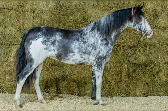 HOLA QUE TAL DA FIGUEIRA