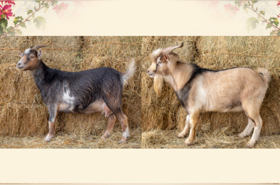 CASAL DE MINI CABRAS 