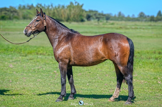 MEIA VOLTA JARDINEIRA