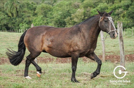 FERRADURA DA CABANHA SANTA FÉ