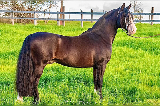 COTA 2,5% MARCONI CONCHA Y TORO