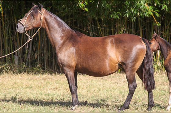 GUANABARA DA RECALADA