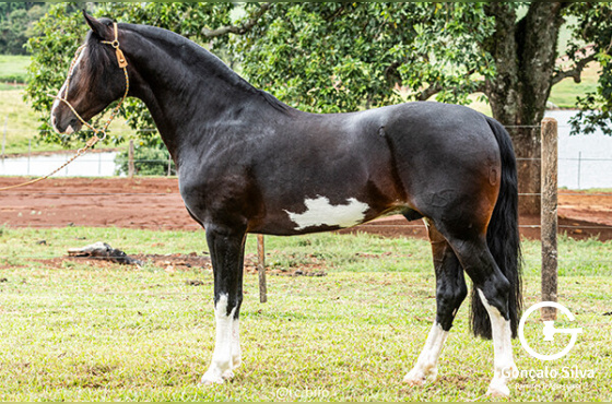 ASW HERDEIRO
