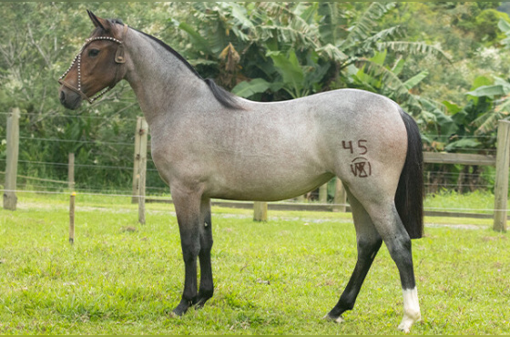 TRV IDÊNTICA DA ZERMIANI 