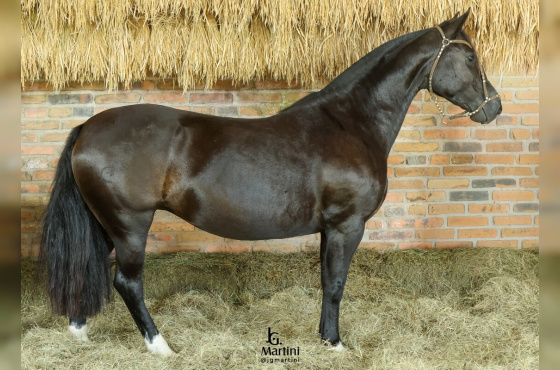 ZIRCÔNIA NEGRA MAPOCHO-TE