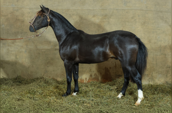 MONTE PAMPERO MELINDROSO-TE