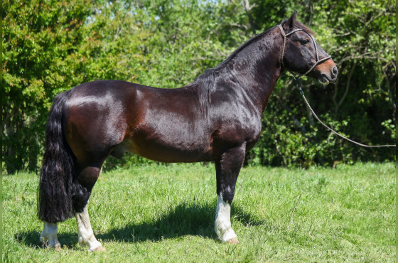 DIREITO DE USO 5 COBERTURAS  BUZZO DA MAYA