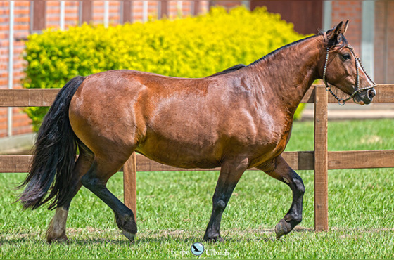 LA CASTELLANA TOCAIA