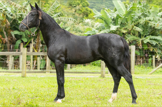 BOM DE BRIGA DA CONSAGRADA - TE 