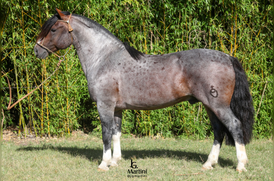 QUE BUENO DO ACEGUÁ