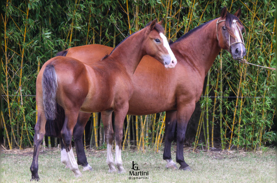 OTRA COSA DO ACEGUÁ