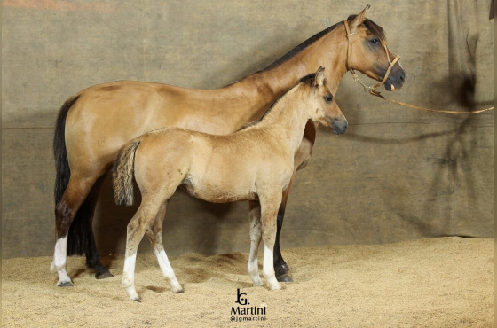 GLOBELEZA 185 DA VENDRAMIN