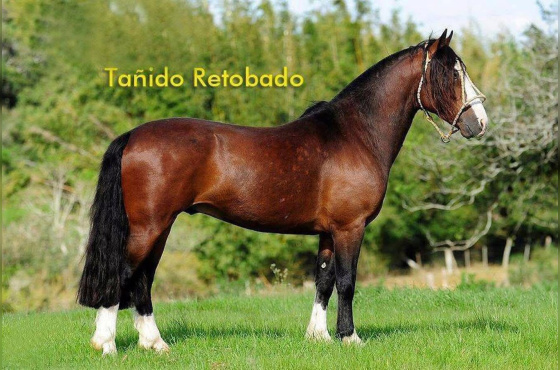 cobertura Tanido Retobado 
