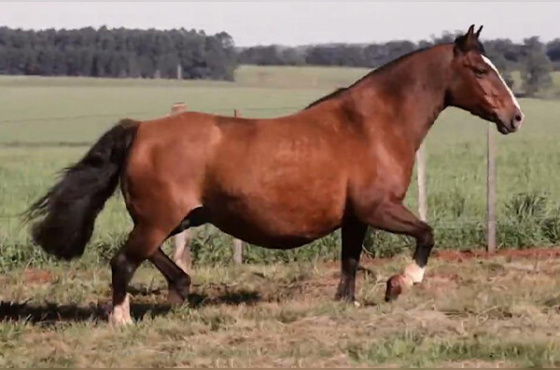 VAIDOSA DE SÃO PEDRO 