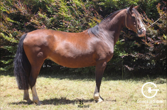 LUA DO CAÇADOR 