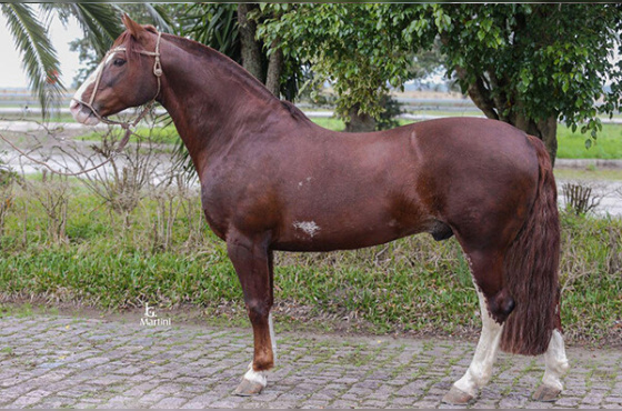 SEDUTOR TUPAMBAÉ 