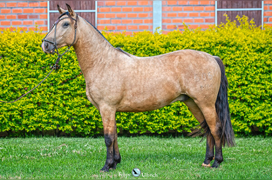 LA CASTELLANA UM PINGO