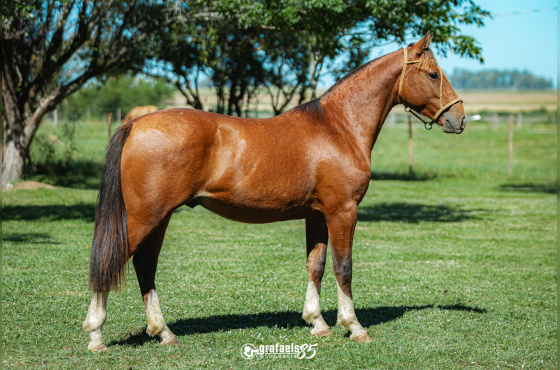 TENGO FÉ DE SANTO ANICETO