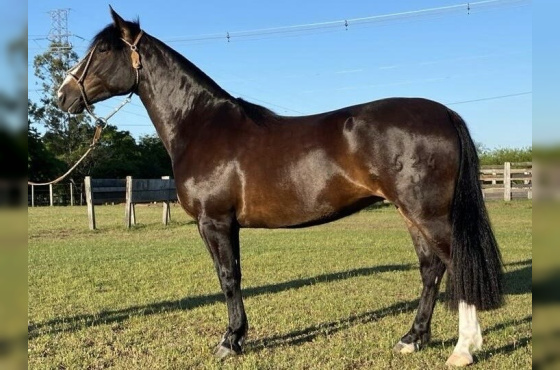 POTRANCA DE PISTA - FILHA CHAMAME NOCHERO