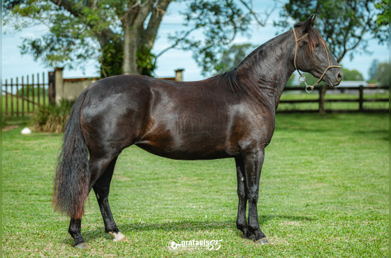 GUATEMALA II DA BOA VISTA