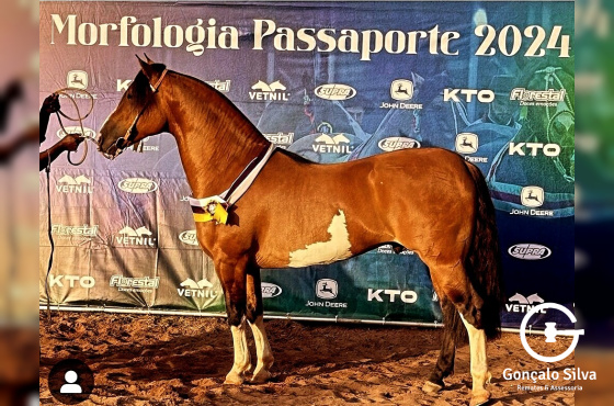 COBERTURA INÉDITO DA KAYGANGUE