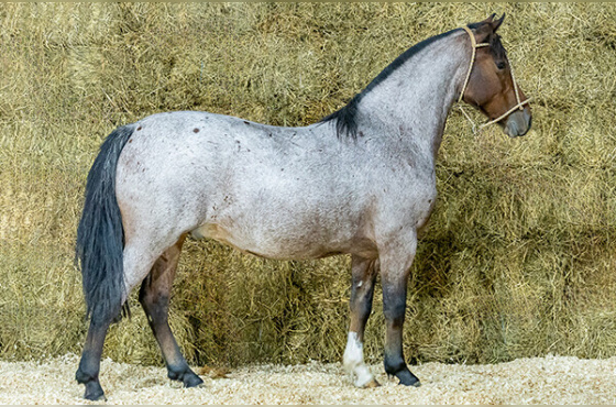 CIGANO DA BOTUVERÁ SR