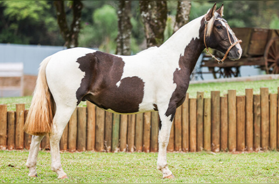 FERIADO DA CANAÃ DA FÉ 
