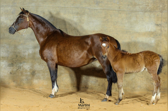 ZR FORMOSA 
