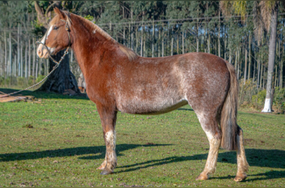FV DIVINA 