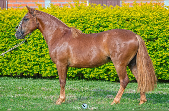 LA CASTELLANA UN PORTEÑO