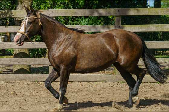 OBRA DE ARTE DA FAZENDINHA DA LI