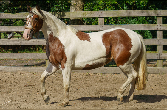 OBRA PRIMA DA FAZENDINHA DA LI