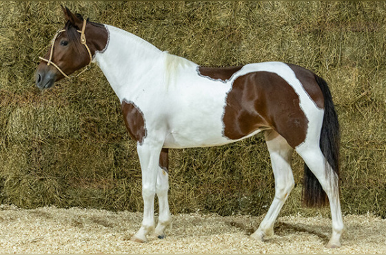 BILA DA BOTUVERÁ SR