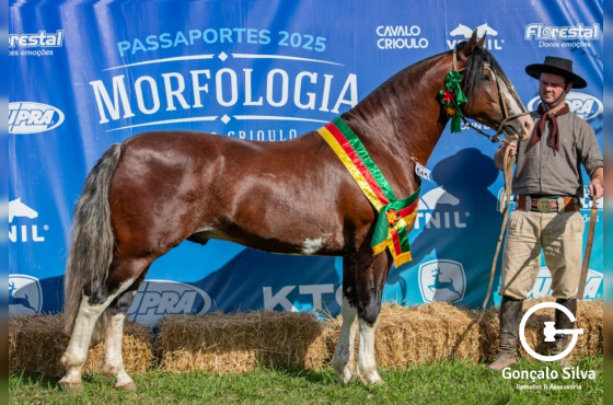TARAGÜI  APACHE