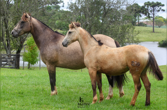 PANDILHA DA ESCONDIDA