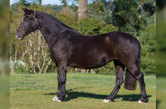 DINASTIA DO IMBUIAL