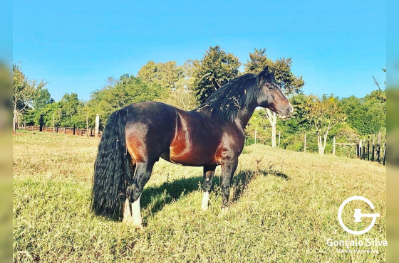 HERDEIRO MARUPÁ - DIREITO DE USO