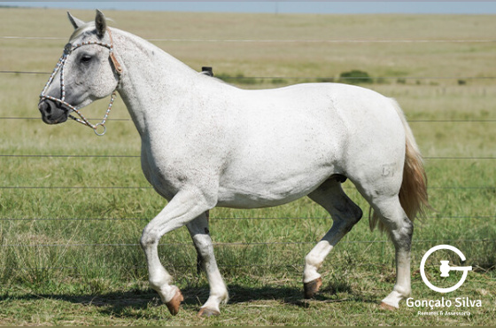 BASCA DULCE